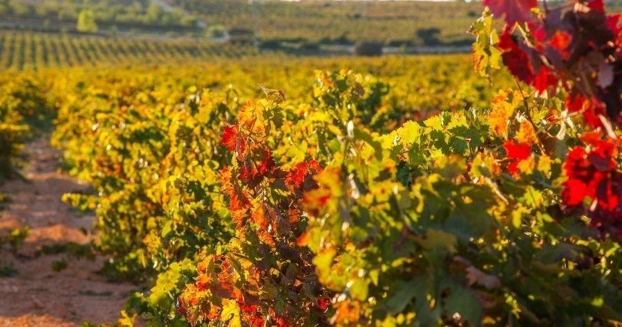 Tierra Bobal: Destino de naturaleza y vinos para familias 