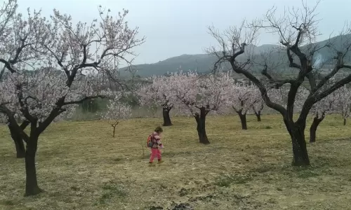 El almendro en flor una fiesta en familia