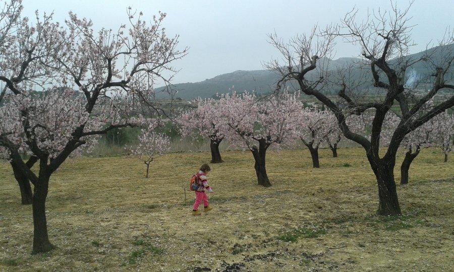 El almendro en flor una fiesta en familia