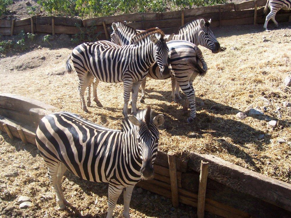 Cebras