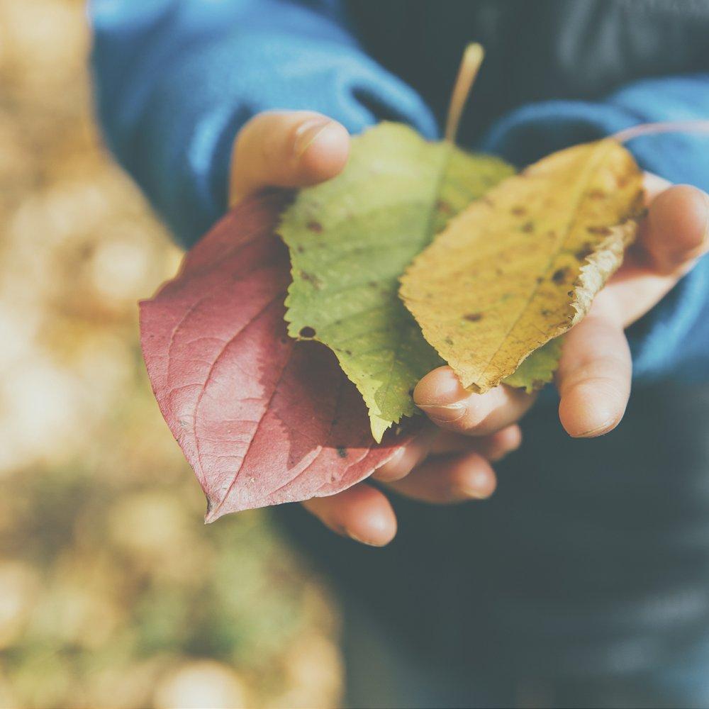 planes_en_otoño