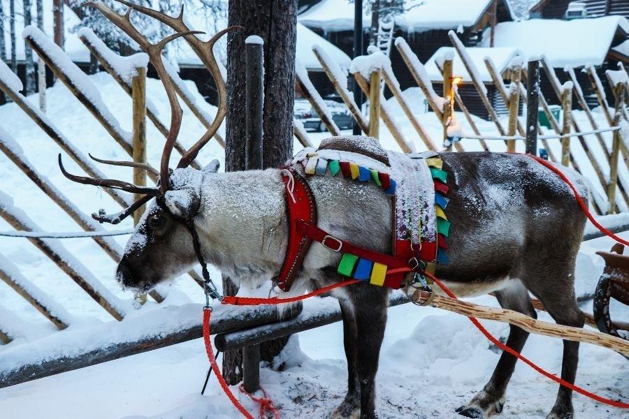 Navidad_en_Laponia_con_niños