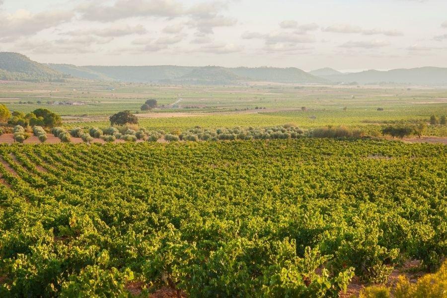 Enoturismo_Tierra_Bobal