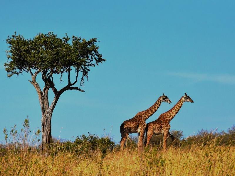 Safari_con_ni&ntilde;os