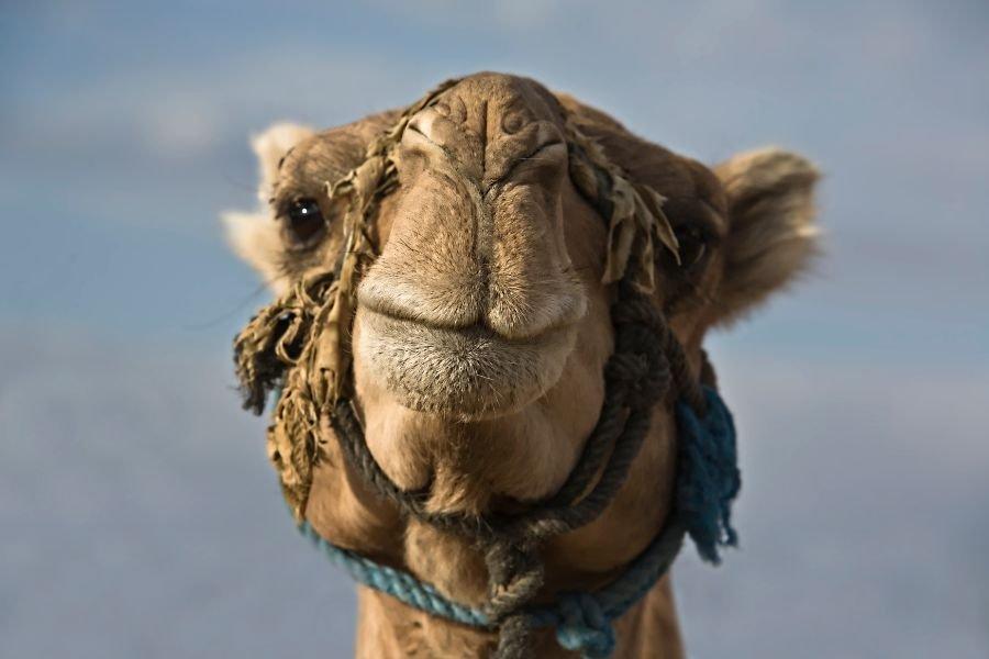 Viajar_con_niños_a_Marruecos