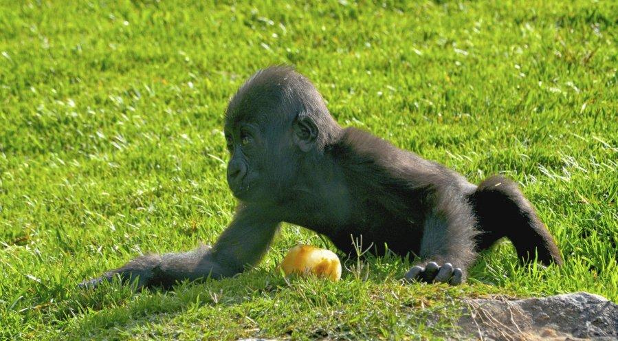El gorila Ebo cumple meses en Bioparc