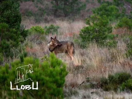 La Sierra de la Culebra. el territorio del lobo