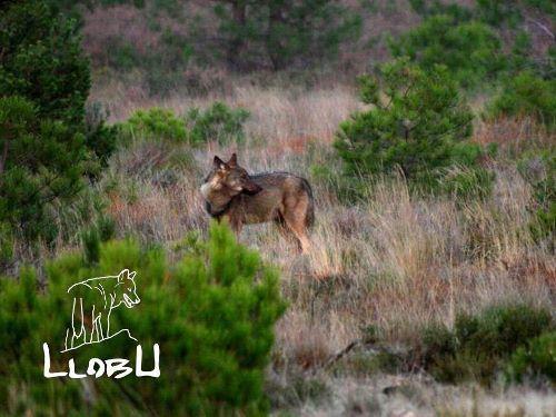 La Sierra de la Culebra. el territorio del lobo