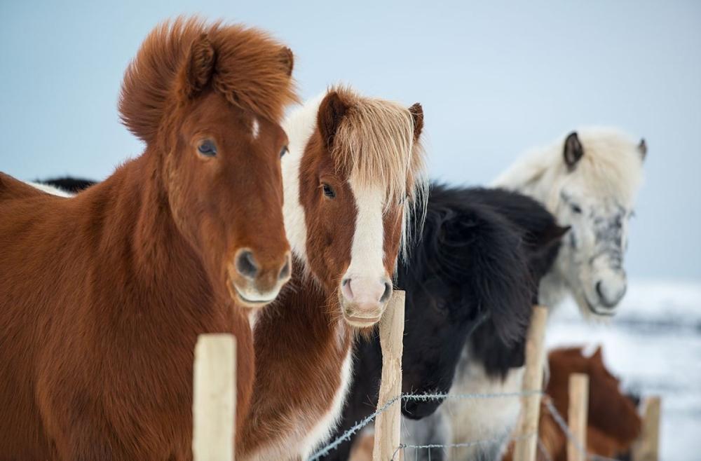 caballos islandia