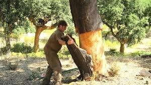 La saca del alcornoque en la sierra de Espadán