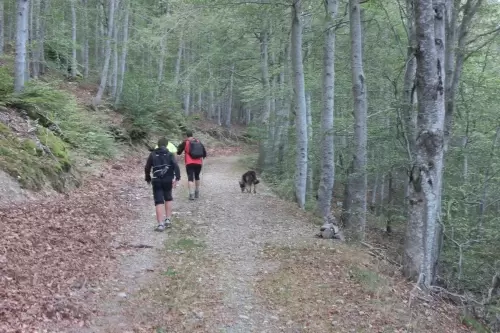 De paseo por los bosques del Moncayo