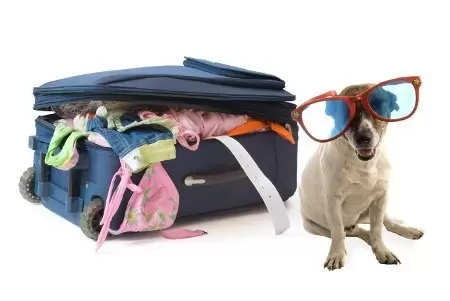 Hoteles para perros en verano
