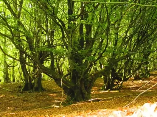 Ruta familiar al castillo pA�treo de Basojaun, seA�or del bosque