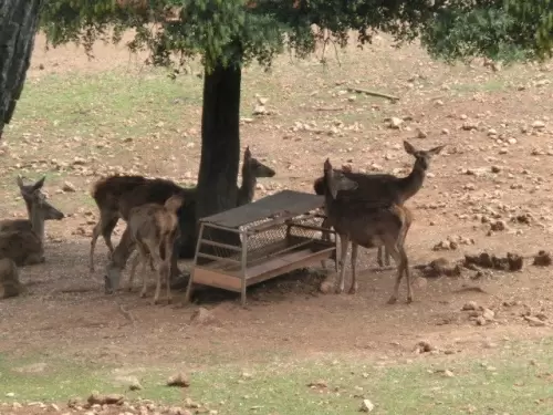 Silencio..descubre los ciervos del parque de Cazorla