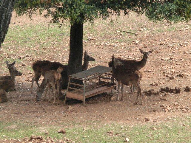 Silencio..descubre los ciervos del parque de Cazorla