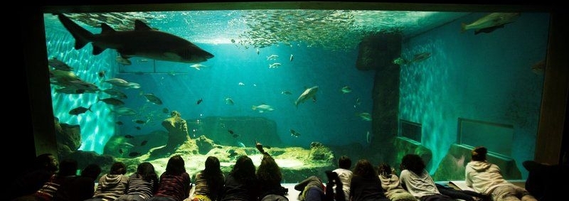 Conoce el Acuario de Sevilla | Viajar en familia